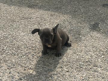Cucciolo di bulldog francese Blue