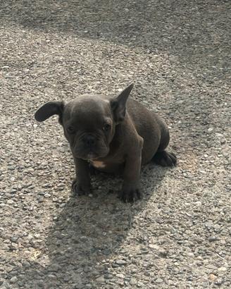 Cucciolo di bulldog francese Blue