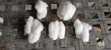 Semi di cotone