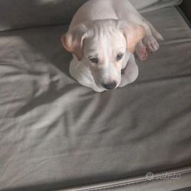 Ultimo cucciolo rimasto