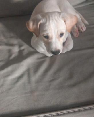 Ultimo cucciolo rimasto