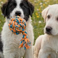 Cuccioli medio grande in adozione