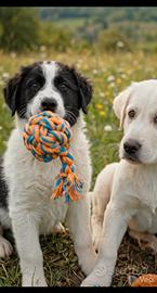 Cuccioli medio grande in adozione