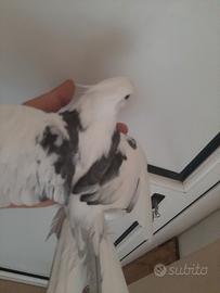 Maschio docile
