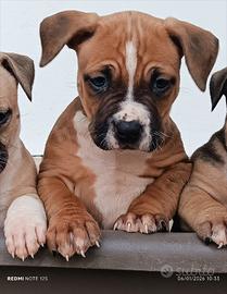 Cucciola di Amstaff occhi chiari