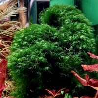 Muschio Fissidens Fontanus acquario