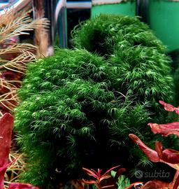 Muschio Fissidens Fontanus acquario