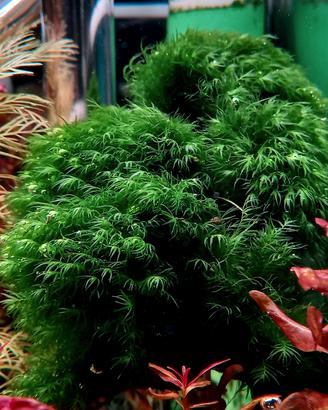 Muschio Fissidens Fontanus acquario