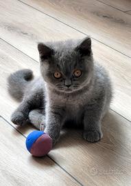 Splendida gattina British Shorthair