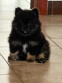 Spitz di pomerania