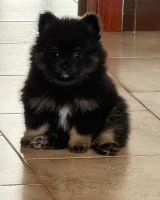 Spitz di pomerania