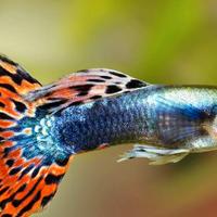 Guppy