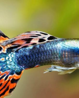 Guppy