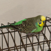 Cocorita