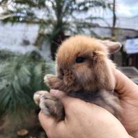 Conigli ariete di 60 giorni