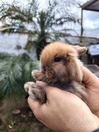 Conigli ariete di 60 giorni