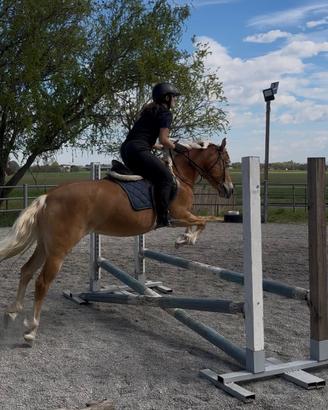 Haflinger