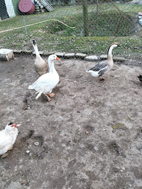 Oche bianca e oche cignoidi