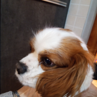 Cavalier king femmina 2 anni