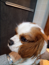 Cavalier king femmina 2 anni