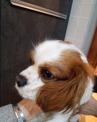 Cavalier king femmina 2 anni