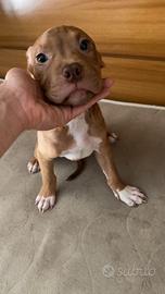 Cuccioli pitbull red nose