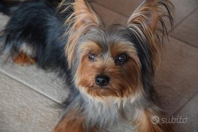 Yorkshire per accoppiamento