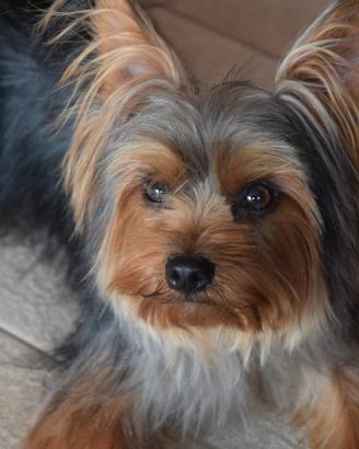 Yorkshire per accoppiamento