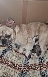 Splendidi cuccioli di Bulldog Francese