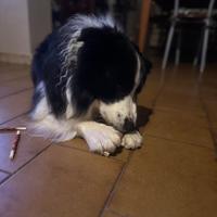 Border Collie femmina per cucciolata