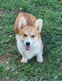 Cucciola di welsh corgi pembroke