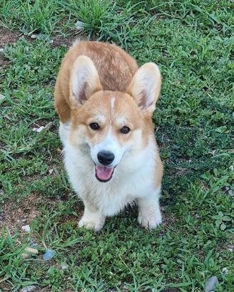 Cucciola di welsh corgi pembroke