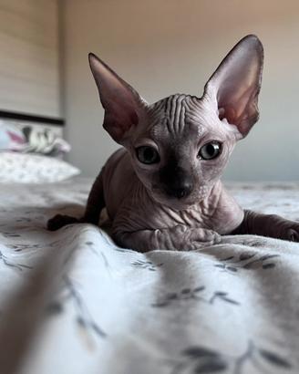 Cucciole Sphynx