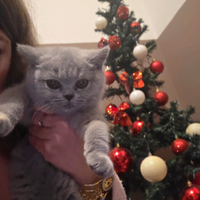 Cuccioli di British Shorthair