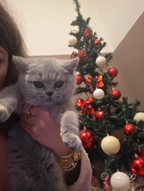 Cuccioli di British Shorthair