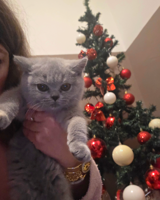 Cuccioli di British Shorthair