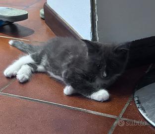 Cuccioli Maine Coone