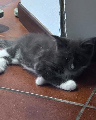 Cuccioli Maine Coone