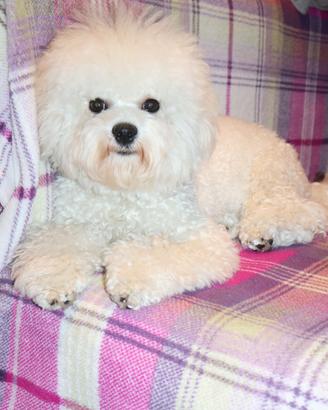 Cucciolo maschio, razza pura,Bichon a poil frisé