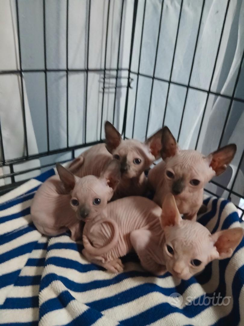 Gatti sphynx