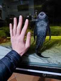 pesce pulitore hypostomus plecostomus