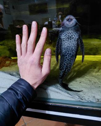 pesce pulitore hypostomus plecostomus