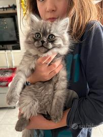 Persiani normotipo dollface