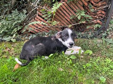 Due cuccioli di border collie