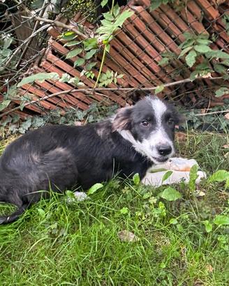 Due cuccioli di border collie