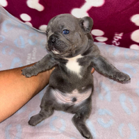 Cuccioli di bulldog francese