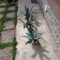 Piante grasse agave