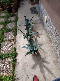 Piante grasse agave
