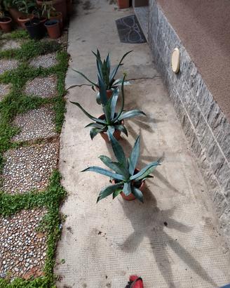 Piante grasse agave