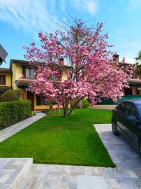 Villa autonoma con doppio giardino e box